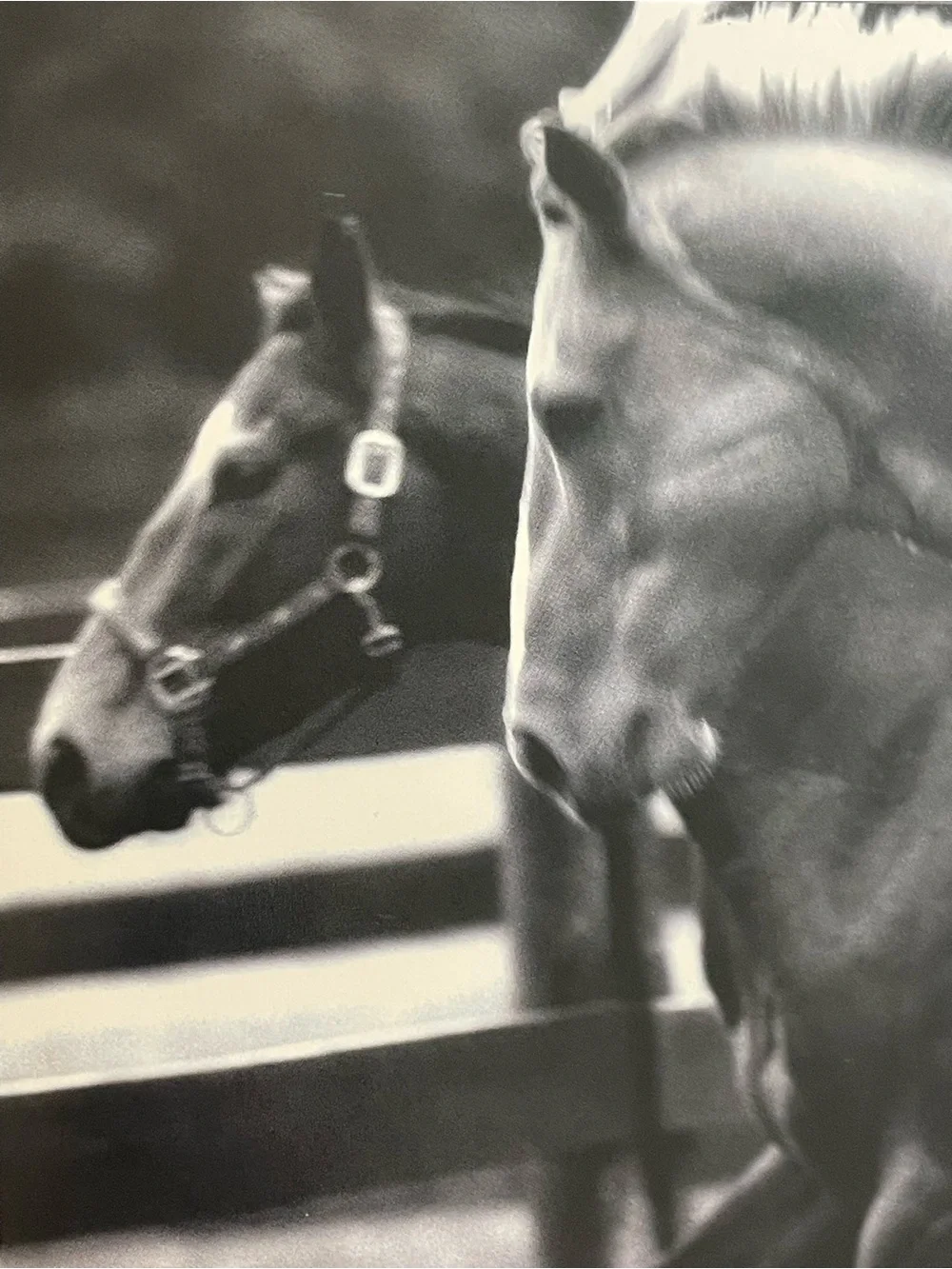 SIGNED Hardcover Saving Leslie Jones by Jon Kral Horse Photography Book